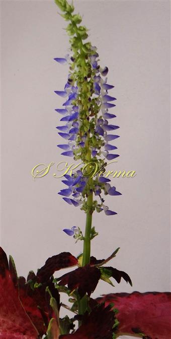  Inflorescence